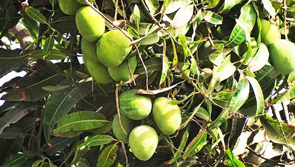 FILIERE MANGUE